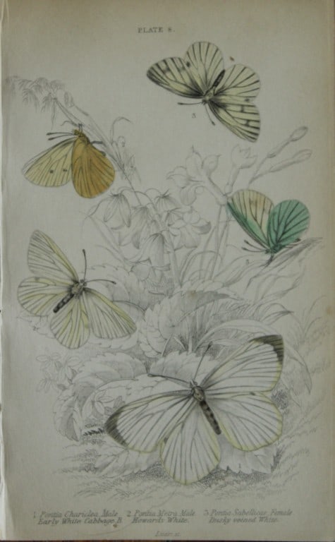 James Duncan - Hand coloured engraving of British Butterflies 1835: This engraving of British butterflies is from Sir William Jardine?s The Naturalist's Library ? Entomology, Volume III, British Butterflies by James Duncan, published by WH Lizars, Edinburgh 1835. Each