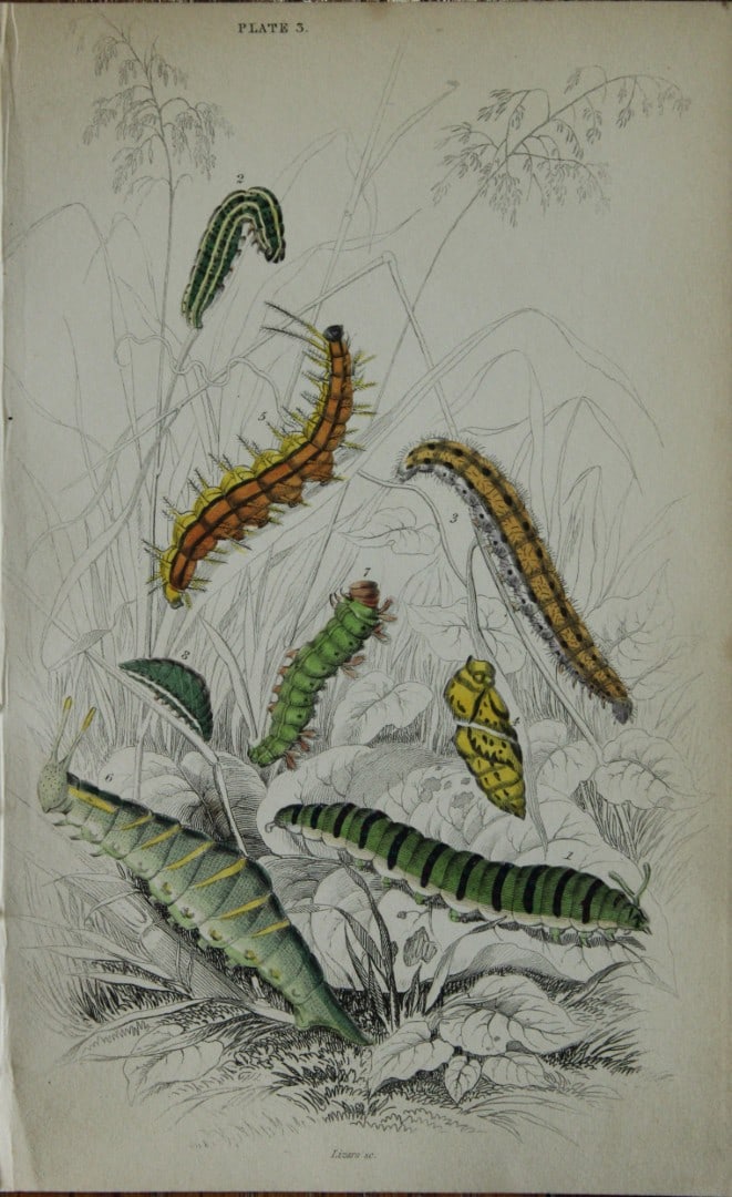 James Duncan - Hand coloured engraving of British Butterflies 1835: This engraving of British butterflies is from Sir William Jardine?s The Naturalist's Library ? Entomology, Volume III, British Butterflies by James Duncan, published by WH Lizars, Edinburgh 1835. Each