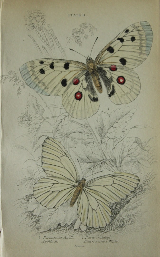 James Duncan - Hand coloured engraving of British Butterflies 1835: This engraving of British butterflies is from Sir William Jardine?s The Naturalist's Library ? Entomology, Volume III, British Butterflies by James Duncan, published by WH Lizars, Edinburgh 1835. Each