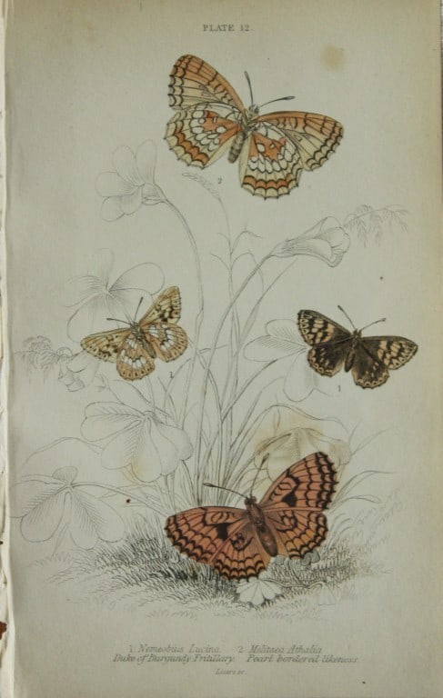 James Duncan - Hand coloured engraving of British Butterflies 1835: This engraving of British butterflies is from Sir William Jardine?s The Naturalist's Library ? Entomology, Volume III, British Butterflies by James Duncan, published by WH Lizars, Edinburgh 1835. Each