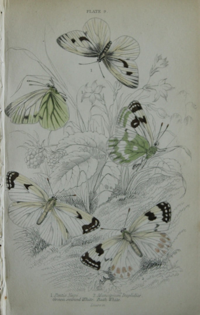 James Duncan - Hand coloured engraving of British Butterflies 1835: This engraving of British butterflies is from Sir William Jardine?s The Naturalist's Library ? Entomology, Volume III, British Butterflies by James Duncan, published by WH Lizars, Edinburgh 1835. Each