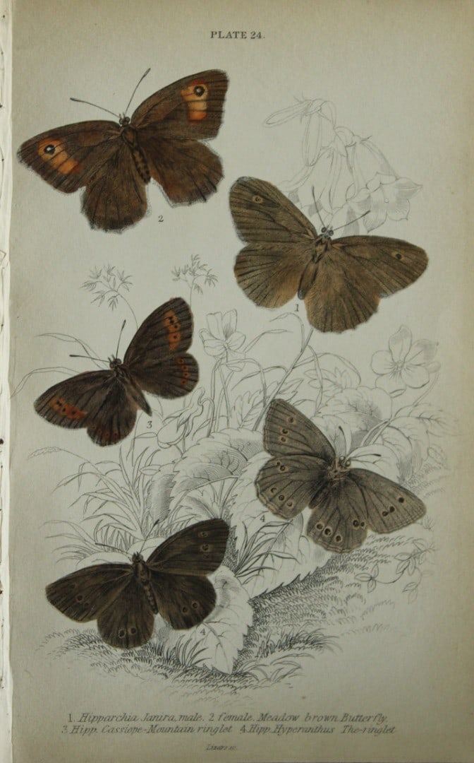 James Duncan - Hand coloured engraving of British Butterflies 1835: This engraving of British butterflies is from Sir William Jardine?s The Naturalist's Library ? Entomology, Volume III, British Butterflies by James Duncan, published by WH Lizars, Edinburgh 1835. Each