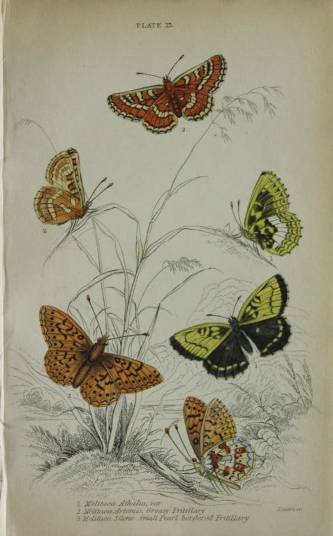 James Duncan - Hand coloured engraving of British Butterflies 1835: This engraving of British butterflies is from Sir William Jardine?s The Naturalist's Library ? Entomology, Volume III, British Butterflies by James Duncan, published by WH Lizars, Edinburgh 1835. Each
