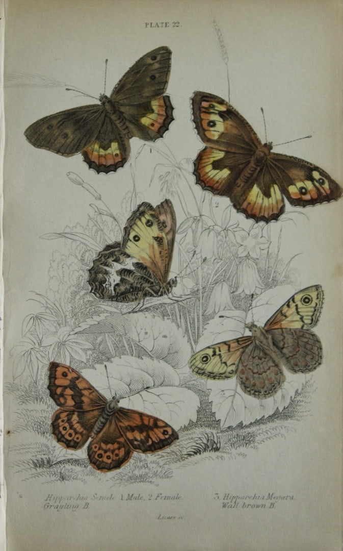 James Duncan - Hand coloured engraving of British Butterflies 1835: This engraving of British butterflies is from Sir William Jardine?s The Naturalist's Library ? Entomology, Volume III, British Butterflies by James Duncan, published by WH Lizars, Edinburgh 1835. Each
