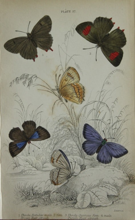 James Duncan - Hand coloured engraving of British Butterflies 1835: This engraving of British butterflies is from Sir William Jardine?s The Naturalist's Library ? Entomology, Volume III, British Butterflies by James Duncan, published by WH Lizars, Edinburgh 1835. Each