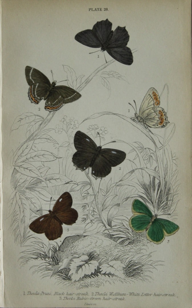 James Duncan - Hand coloured engraving of British Butterflies 1835: This engraving of British butterflies is from Sir William Jardine?s The Naturalist's Library ? Entomology, Volume III, British Butterflies by James Duncan, published by WH Lizars, Edinburgh 1835. Each