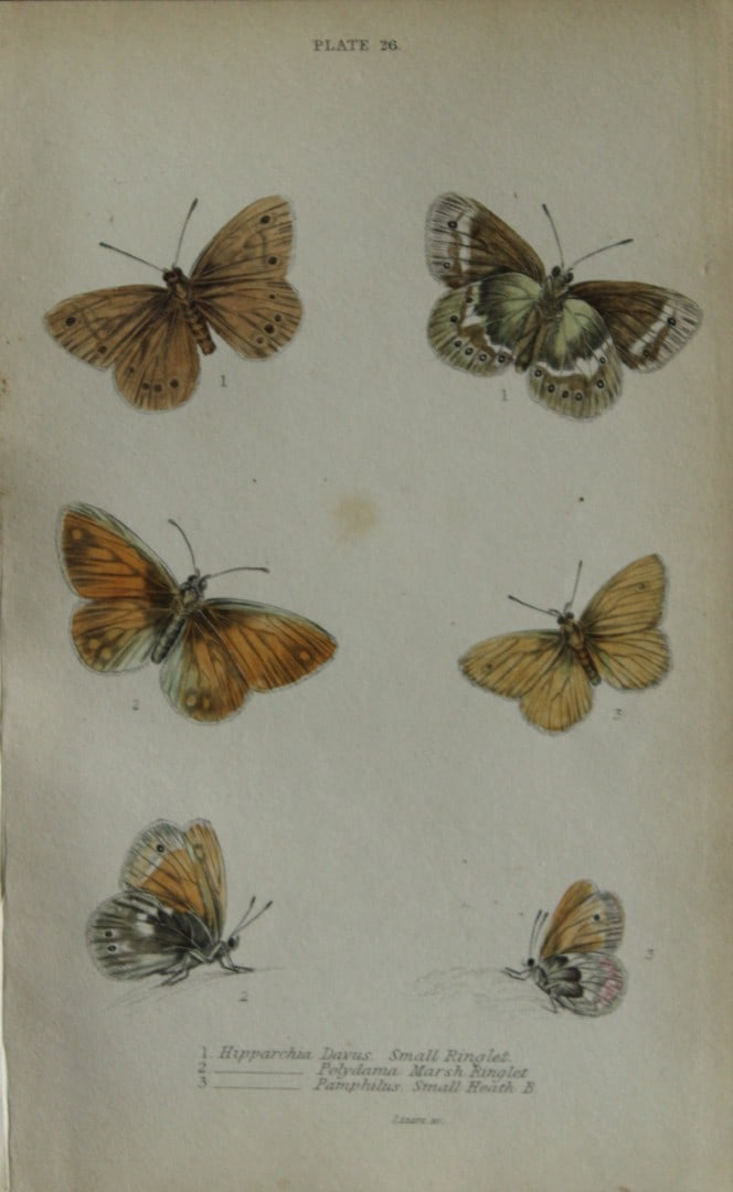 James Duncan - Hand coloured engraving of British Butterflies 1835: This engraving of British butterflies is from Sir William Jardine?s The Naturalist's Library ? Entomology, Volume III, British Butterflies by James Duncan, published by WH Lizars, Edinburgh 1835. Each