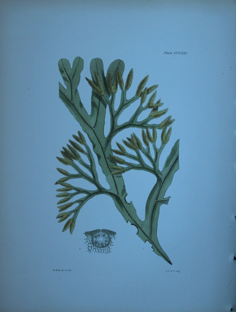 William Harvey - Hand-coloured lithograph of Sea-Weed 1846: These lithographs are from Phycologia Britannica or A History of British Sea-Weeds containing figures generic and specific characters, synonymes and descriptions by William Heny Harvey. Published by R