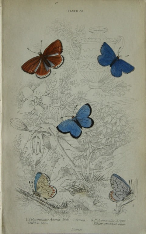 James Duncan - Hand coloured engraving of British Butterflies 1835: This engraving of British butterflies is from Sir William Jardine?s The Naturalist's Library ? Entomology, Volume III, British Butterflies by James Duncan, published by WH Lizars, Edinburgh 1835. Each