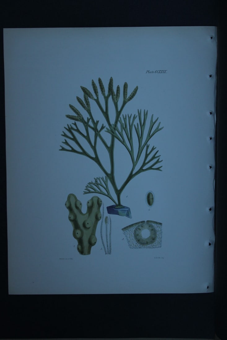 William Harvey - Hand-coloured lithograph of Sea-Weed 1846: These lithographs are from Phycologia Britannica or A History of British Sea-Weeds containing figures generic and specific characters, synonymes and descriptions by William Heny Harvey. Published by R