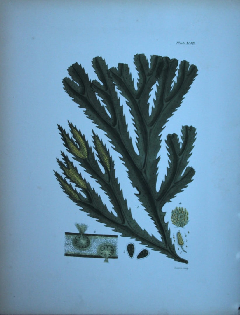 William Harvey - Hand-coloured lithograph of Sea-Weed 1846: These lithographs are from Phycologia Britannica or A History of British Sea-Weeds containing figures generic and specific characters, synonymes and descriptions by William Heny Harvey. Published by R