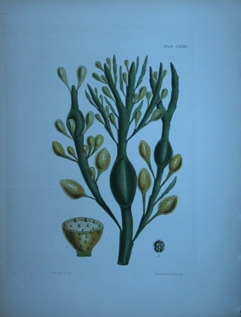 William Harvey - Hand-coloured lithograph of Sea-Weed 1846: These lithographs are from Phycologia Britannica or A History of British Sea-Weeds containing figures generic and specific characters, synonymes and descriptions by William Heny Harvey. Published by R