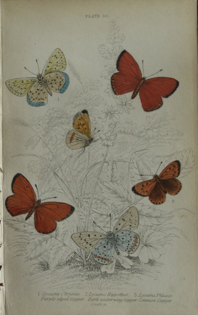 James Duncan - Hand coloured engraving of British Butterflies 1835: This engraving of British butterflies is from Sir William Jardine?s The Naturalist's Library ? Entomology, Volume III, British Butterflies by James Duncan, published by WH Lizars, Edinburgh 1835. Each