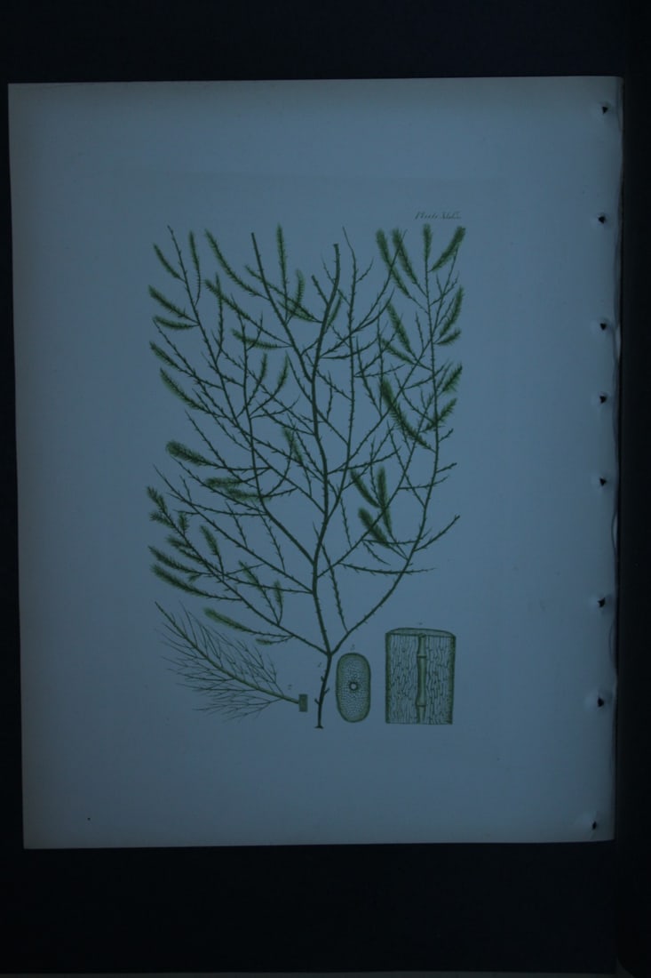 William Harvey - Hand-coloured lithograph of Sea-Weed 1846: These lithographs are from Phycologia Britannica or A History of British Sea-Weeds containing figures generic and specific characters, synonymes and descriptions by William Heny Harvey. Published by R