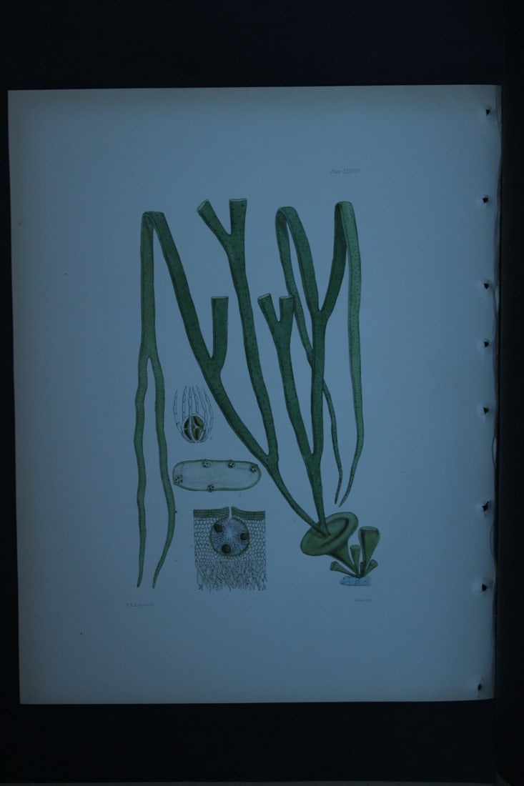 William Harvey - Hand-coloured lithograph of Sea-Weed 1846: These lithographs are from Phycologia Britannica or A History of British Sea-Weeds containing figures generic and specific characters, synonymes and descriptions by William Heny Harvey. Published by R