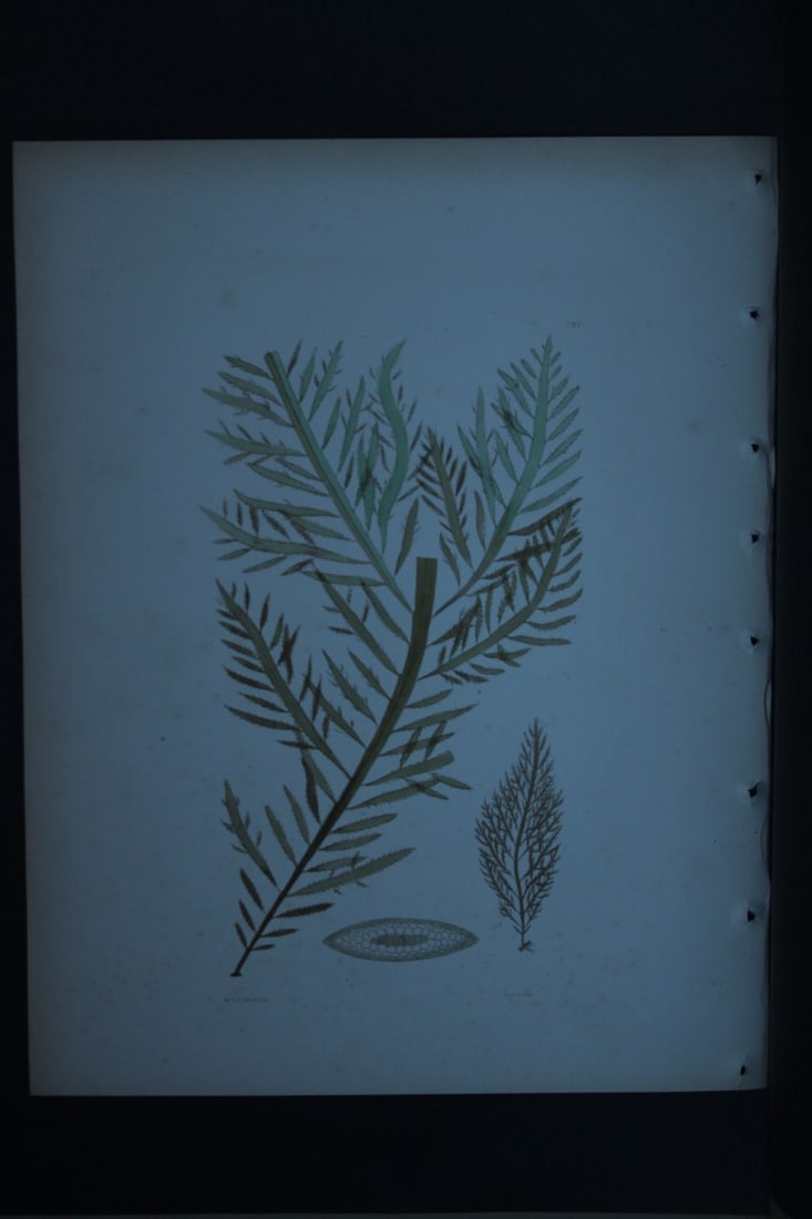 William Harvey - Hand-coloured lithograph of Sea-Weed 1846: These lithographs are from Phycologia Britannica or A History of British Sea-Weeds containing figures generic and specific characters, synonymes and descriptions by William Heny Harvey. Published by R