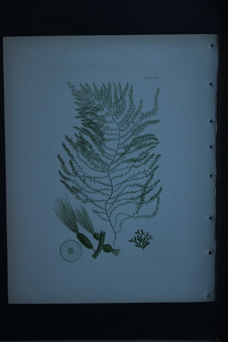 William Harvey - Hand-coloured lithograph of Sea-Weed 1846: These lithographs are from Phycologia Britannica or A History of British Sea-Weeds containing figures generic and specific characters, synonymes and descriptions by William Heny Harvey. Published by R