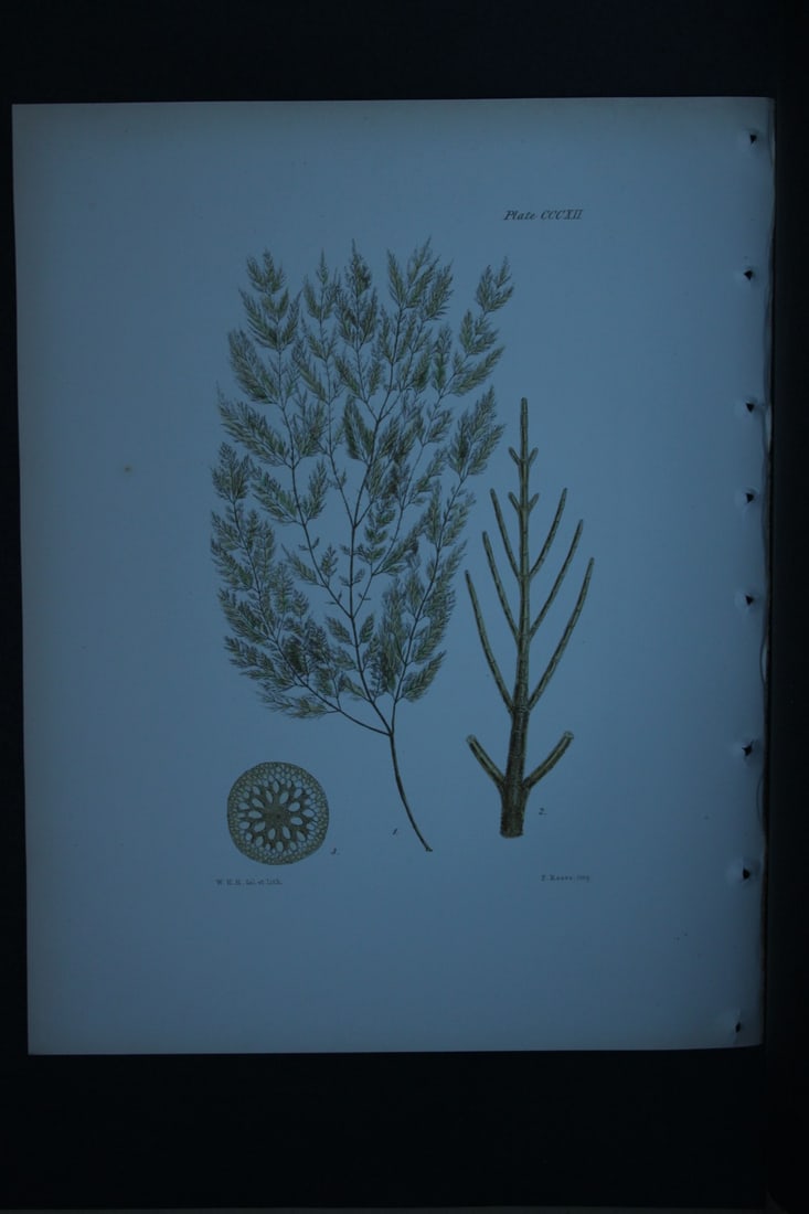 William Harvey - Hand-coloured lithograph of Sea-Weed 1846: These lithographs are from Phycologia Britannica or A History of British Sea-Weeds containing figures generic and specific characters, synonymes and descriptions by William Heny Harvey. Published by R