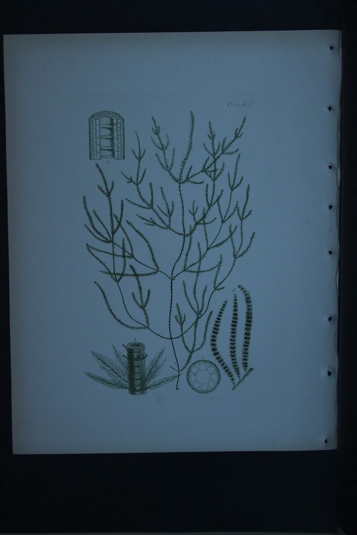 William Harvey - Hand-coloured lithograph of Sea-Weed 1846: These lithographs are from Phycologia Britannica or A History of British Sea-Weeds containing figures generic and specific characters, synonymes and descriptions by William Heny Harvey. Published by R