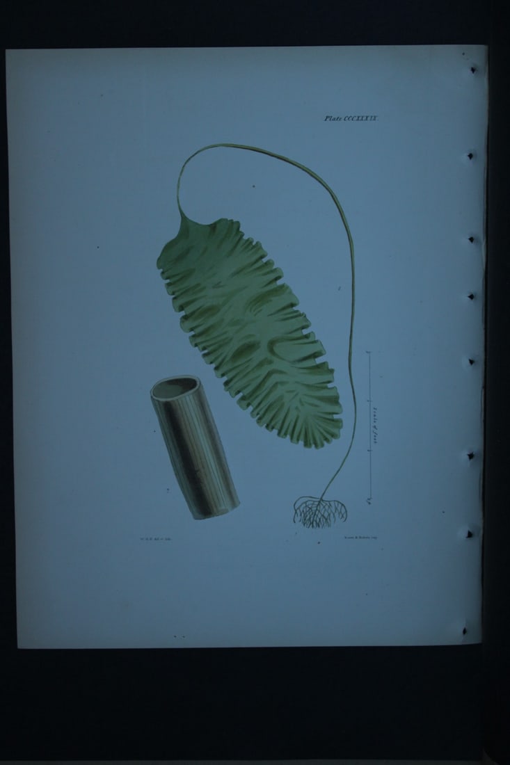 William Harvey - Hand-coloured lithograph of Sea-Weed 1846: These lithographs are from Phycologia Britannica or A History of British Sea-Weeds containing figures generic and specific characters, synonymes and descriptions by William Heny Harvey. Published by R