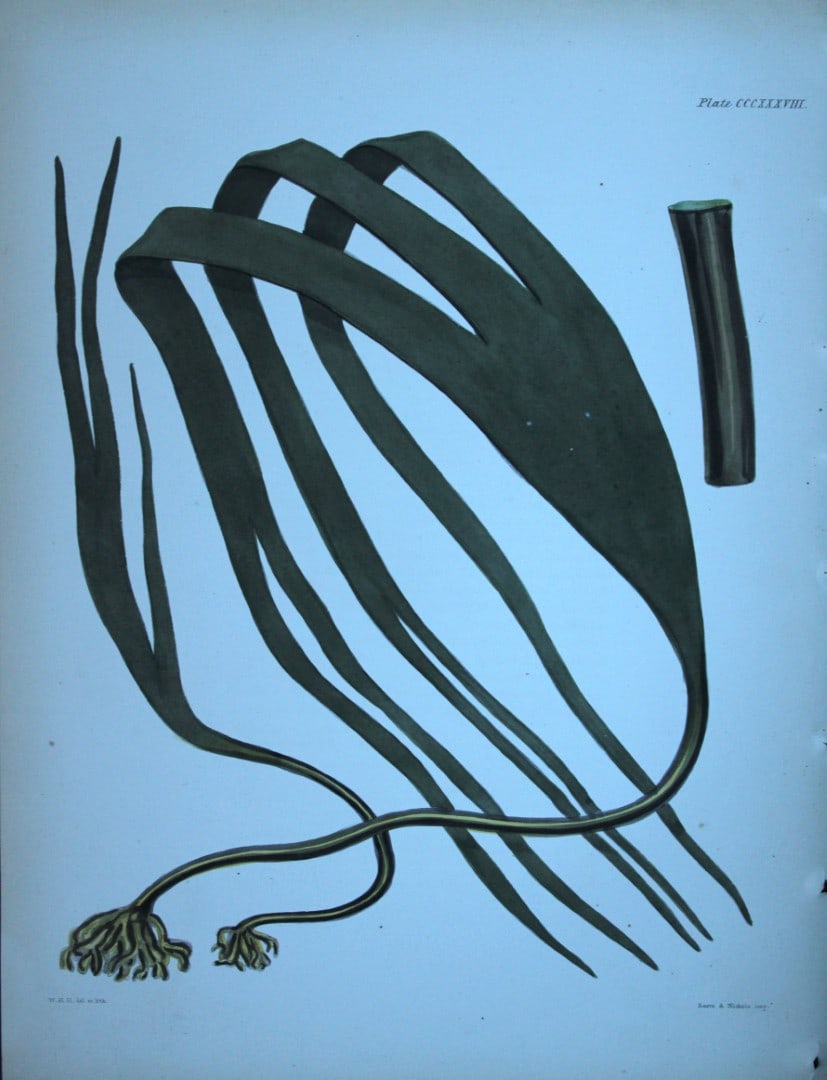William Harvey - Hand-coloured lithograph of Sea-Weed 1846: These lithographs are from Phycologia Britannica or A History of British Sea-Weeds containing figures generic and specific characters, synonymes and descriptions by William Heny Harvey. Published by R