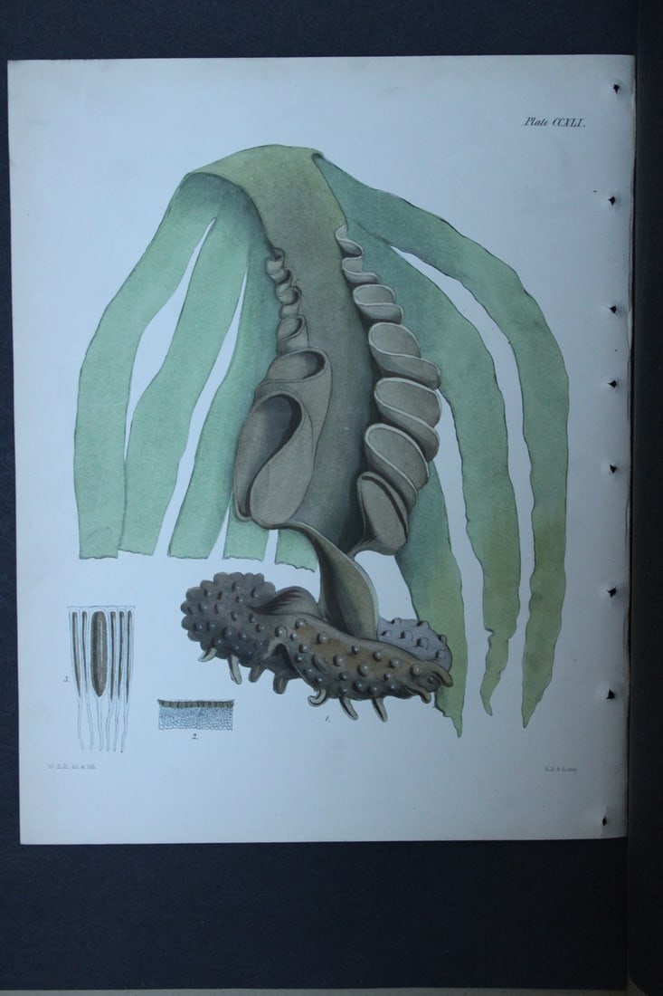 William Harvey - Hand-coloured lithograph of Sea-Weed 1846: These lithographs are from Phycologia Britannica or A History of British Sea-Weeds containing figures generic and specific characters, synonymes and descriptions by William Heny Harvey. Published by R