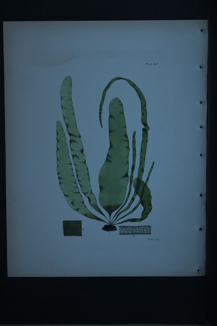 William Harvey - Hand-coloured lithograph of Sea-Weed 1846: These lithographs are from Phycologia Britannica or A History of British Sea-Weeds containing figures generic and specific characters, synonymes and descriptions by William Heny Harvey. Published by R