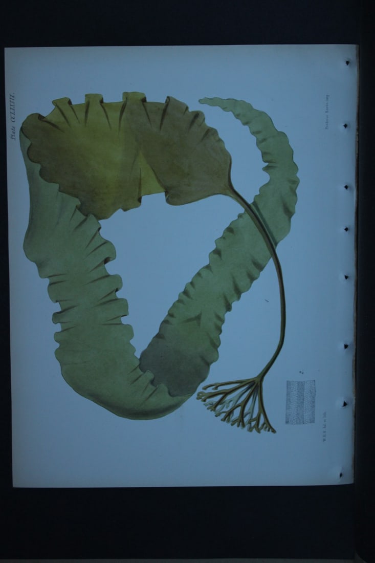 William Harvey - Hand-coloured lithograph of Sea-Weed 1846: These lithographs are from Phycologia Britannica or A History of British Sea-Weeds containing figures generic and specific characters, synonymes and descriptions by William Heny Harvey. Published by R