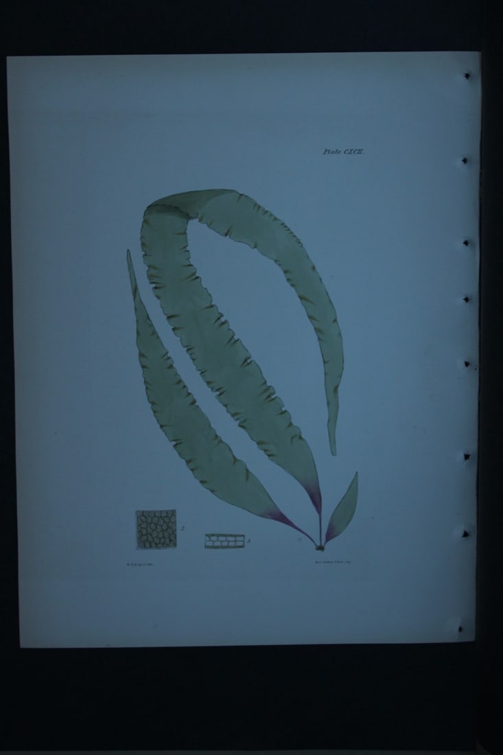 William Harvey - Hand-coloured lithograph of Sea-Weed 1846: These lithographs are from Phycologia Britannica or A History of British Sea-Weeds containing figures generic and specific characters, synonymes and descriptions by William Heny Harvey. Published by R
