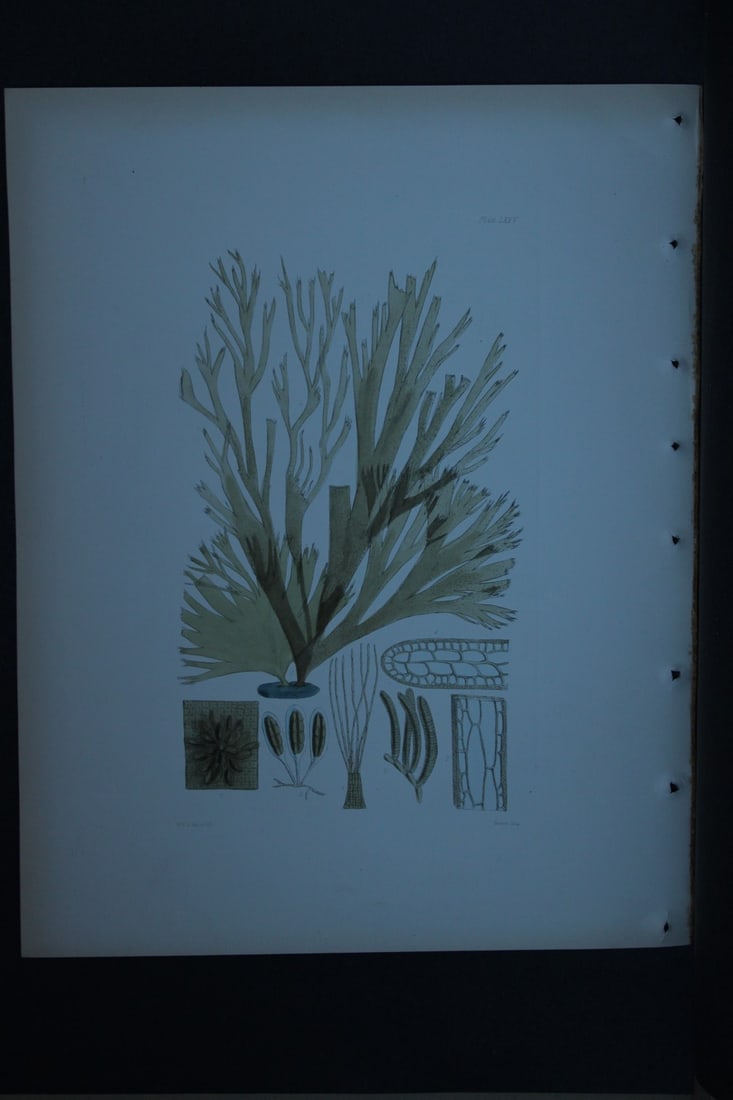 William Harvey - Hand-coloured lithograph of Sea-Weed 1846: These lithographs are from Phycologia Britannica or A History of British Sea-Weeds containing figures generic and specific characters, synonymes and descriptions by William Heny Harvey. Published by R