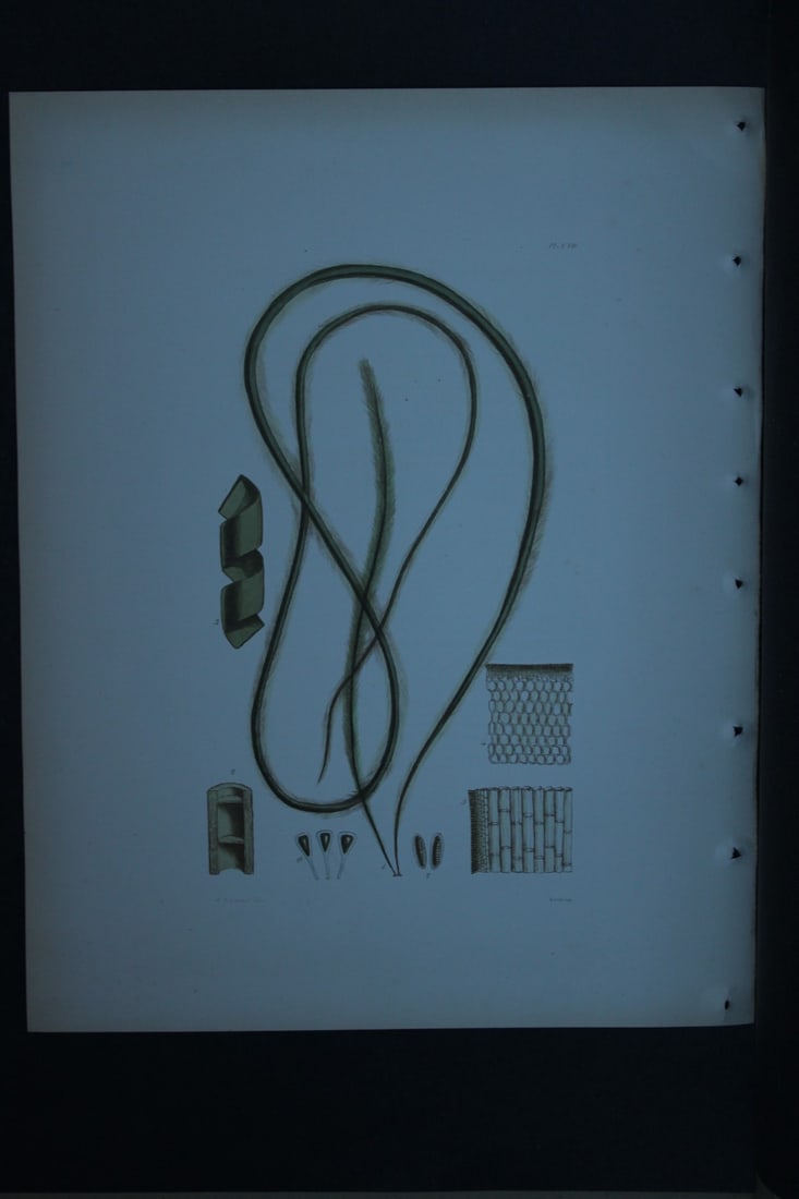 William Harvey - Hand-coloured lithograph of Sea-Weed 1846: These lithographs are from Phycologia Britannica or A History of British Sea-Weeds containing figures generic and specific characters, synonymes and descriptions by William Heny Harvey. Published by R