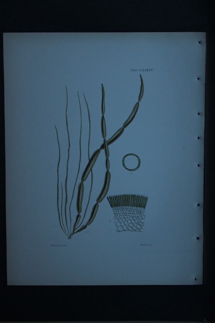 William Harvey - Hand-coloured lithograph of Sea-Weed 1846: These lithographs are from Phycologia Britannica or A History of British Sea-Weeds containing figures generic and specific characters, synonymes and descriptions by William Heny Harvey. Published by R