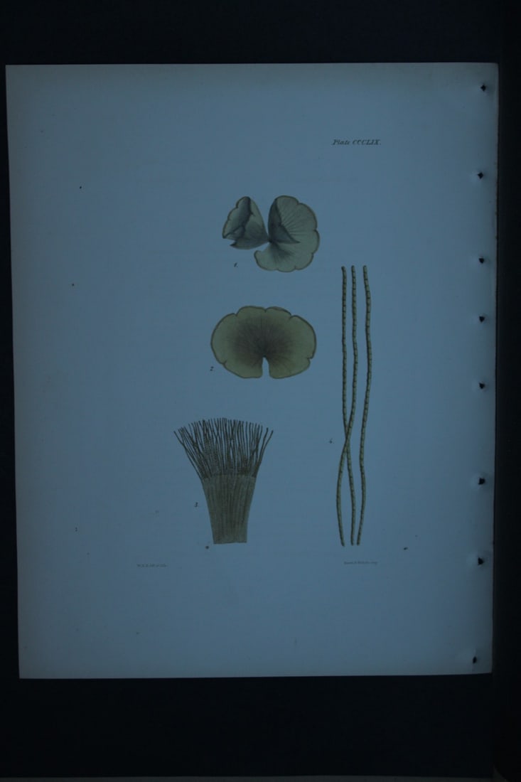 William Harvey - Hand-coloured lithograph of Sea-Weed 1846: These lithographs are from Phycologia Britannica or A History of British Sea-Weeds containing figures generic and specific characters, synonymes and descriptions by William Heny Harvey. Published by R