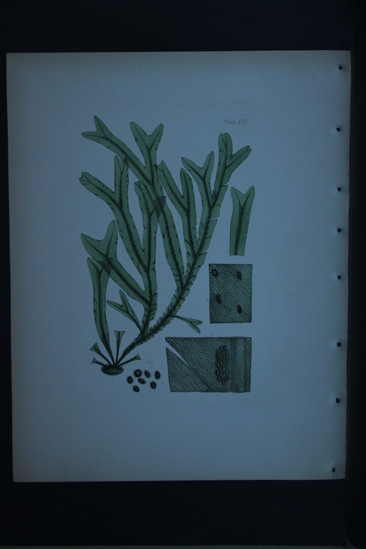 William Harvey - Hand-coloured lithograph of Sea-Weed 1846: These lithographs are from Phycologia Britannica or A History of British Sea-Weeds containing figures generic and specific characters, synonymes and descriptions by William Heny Harvey. Published by R