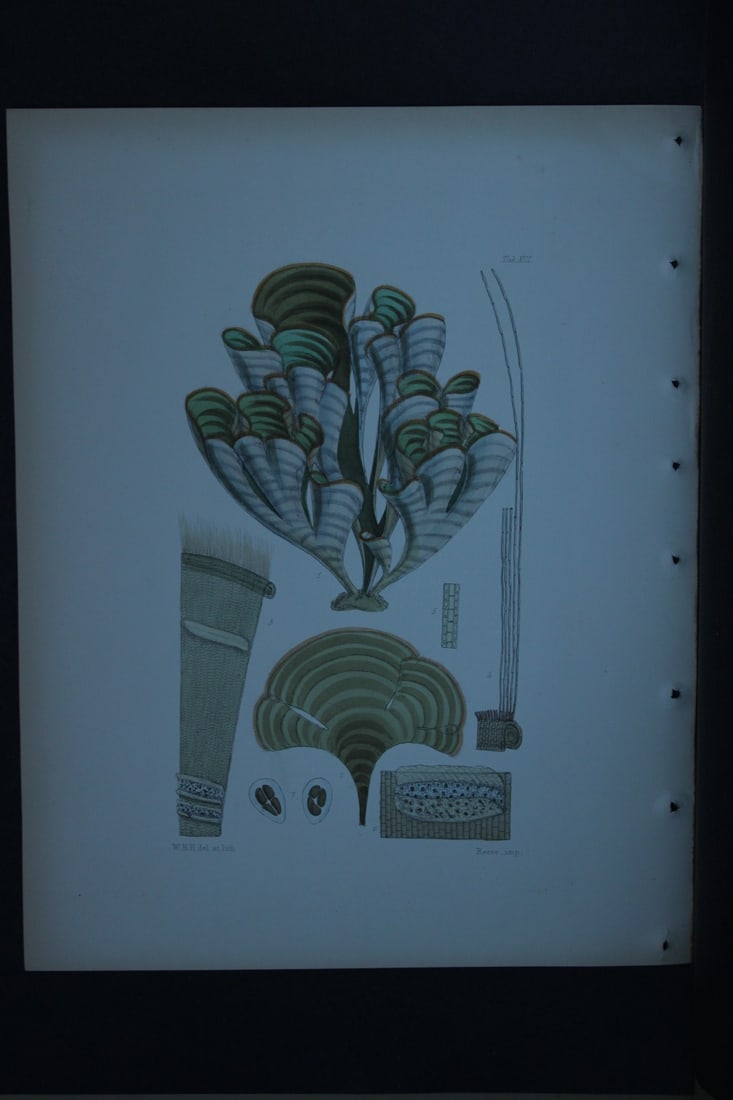 William Harvey - Hand-coloured lithograph of Sea-Weed 1846: These lithographs are from Phycologia Britannica or A History of British Sea-Weeds containing figures generic and specific characters, synonymes and descriptions by William Heny Harvey. Published by R