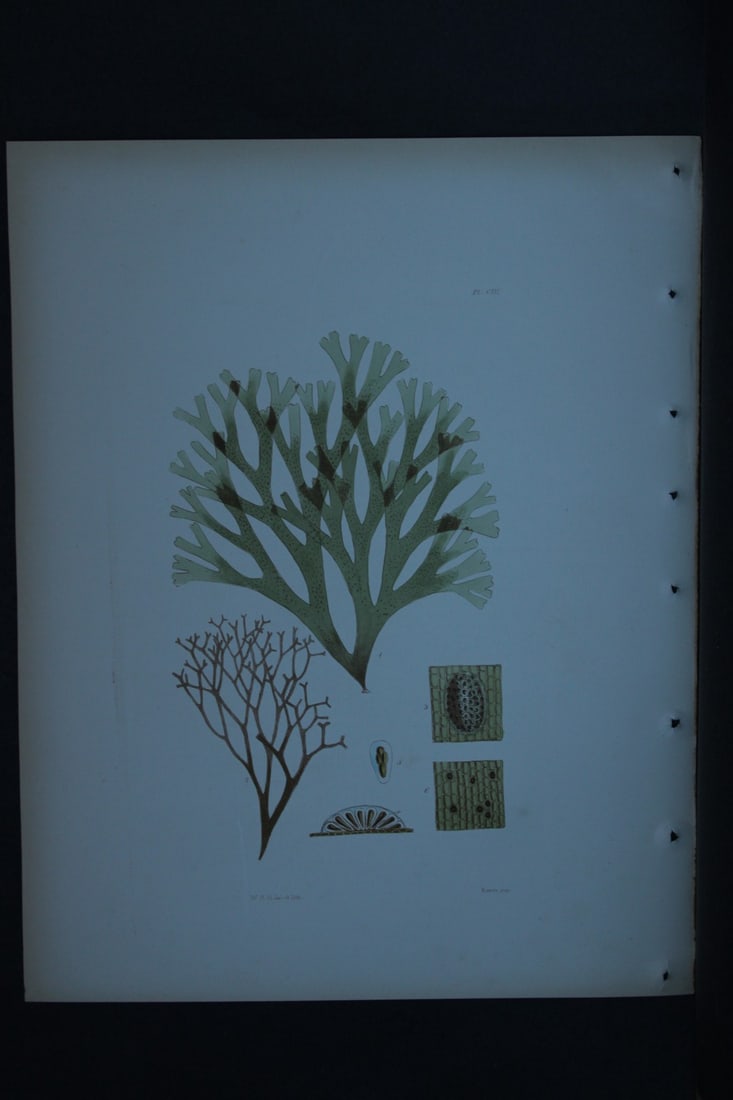 William Harvey - Hand-coloured lithograph of Sea-Weed 1846: These lithographs are from Phycologia Britannica or A History of British Sea-Weeds containing figures generic and specific characters, synonymes and descriptions by William Heny Harvey. Published by R