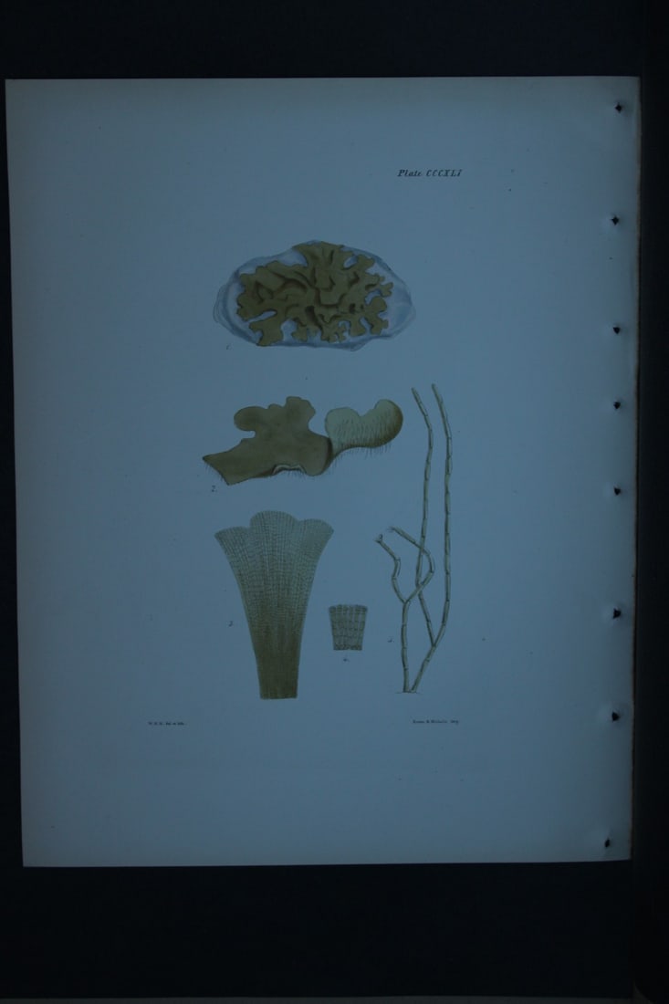 William Harvey - Hand-coloured lithograph of Sea-Weed 1846: These lithographs are from Phycologia Britannica or A History of British Sea-Weeds containing figures generic and specific characters, synonymes and descriptions by William Heny Harvey. Published by R