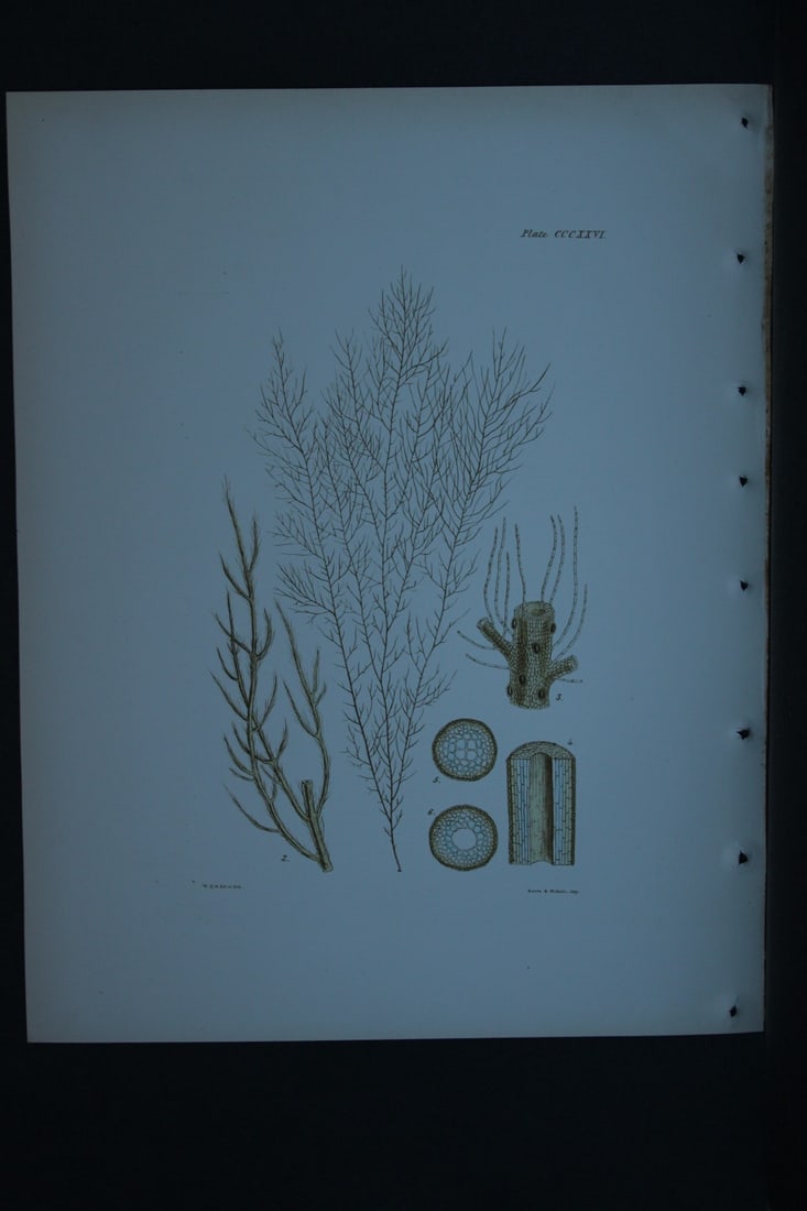 William Harvey - Hand-coloured lithograph of Sea-Weed 1846: These lithographs are from Phycologia Britannica or A History of British Sea-Weeds containing figures generic and specific characters, synonymes and descriptions by William Heny Harvey. Published by R