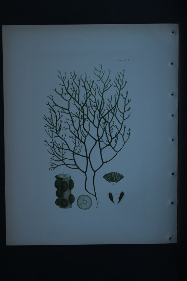 William Harvey - Hand-coloured lithograph of Sea-Weed 1846: These lithographs are from Phycologia Britannica or A History of British Sea-Weeds containing figures generic and specific characters, synonymes and descriptions by William Heny Harvey. Published by R