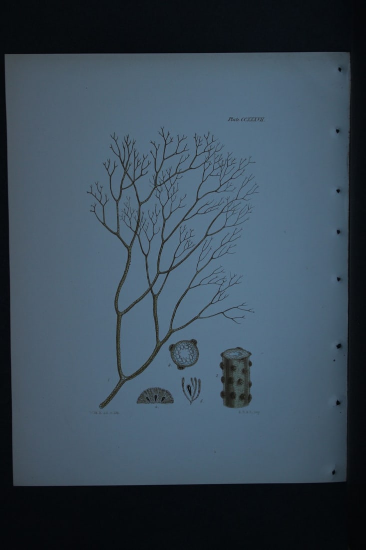 William Harvey - Hand-coloured lithograph of Sea-Weed 1846: These lithographs are from Phycologia Britannica or A History of British Sea-Weeds containing figures generic and specific characters, synonymes and descriptions by William Heny Harvey. Published by R