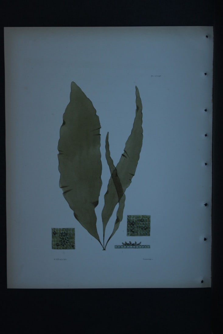 William Harvey - Hand-coloured lithograph of Sea-Weed 1846: These lithographs are from Phycologia Britannica or A History of British Sea-Weeds containing figures generic and specific characters, synonymes and descriptions by William Heny Harvey. Published by R