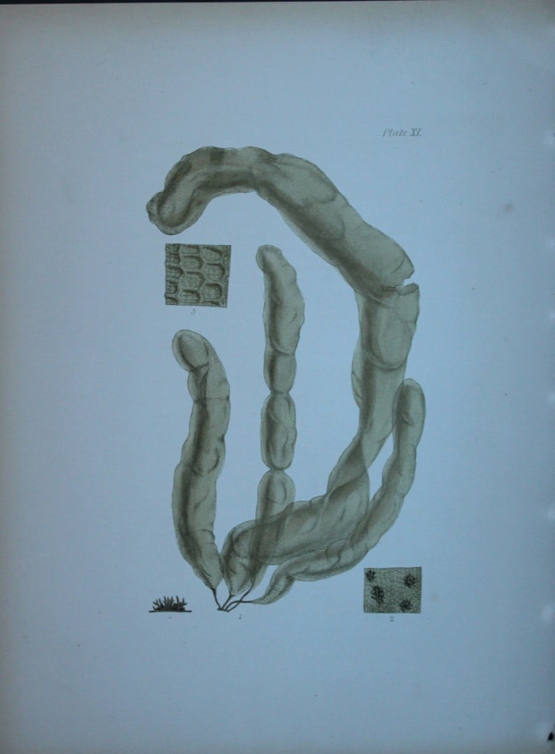 William Harvey - Hand-coloured lithograph of Sea-Weed 1846: These lithographs are from Phycologia Britannica or A History of British Sea-Weeds containing figures generic and specific characters, synonymes and descriptions by William Heny Harvey. Published by R