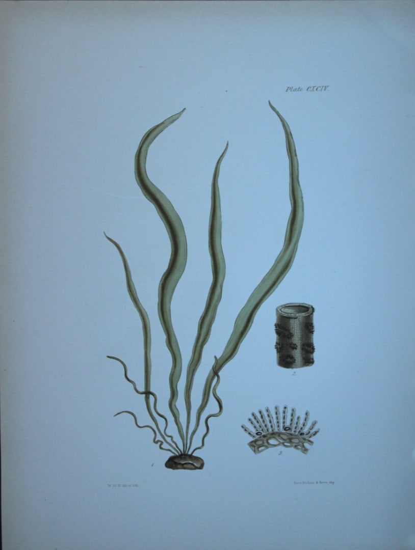 William Harvey - Hand-coloured lithograph of Sea-Weed 1846: These lithographs are from Phycologia Britannica or A History of British Sea-Weeds containing figures generic and specific characters, synonymes and descriptions by William Heny Harvey. Published by R