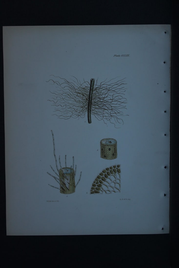 William Harvey - Hand-coloured lithograph of Sea-Weed 1846: These lithographs are from Phycologia Britannica or A History of British Sea-Weeds containing figures generic and specific characters, synonymes and descriptions by William Heny Harvey. Published by R