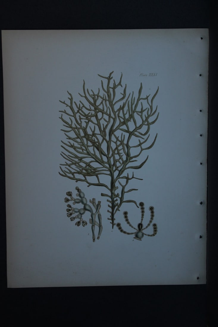 William Harvey - Hand-coloured lithograph of Sea-Weed 1846: These lithographs are from Phycologia Britannica or A History of British Sea-Weeds containing figures generic and specific characters, synonymes and descriptions by William Heny Harvey. Published by R