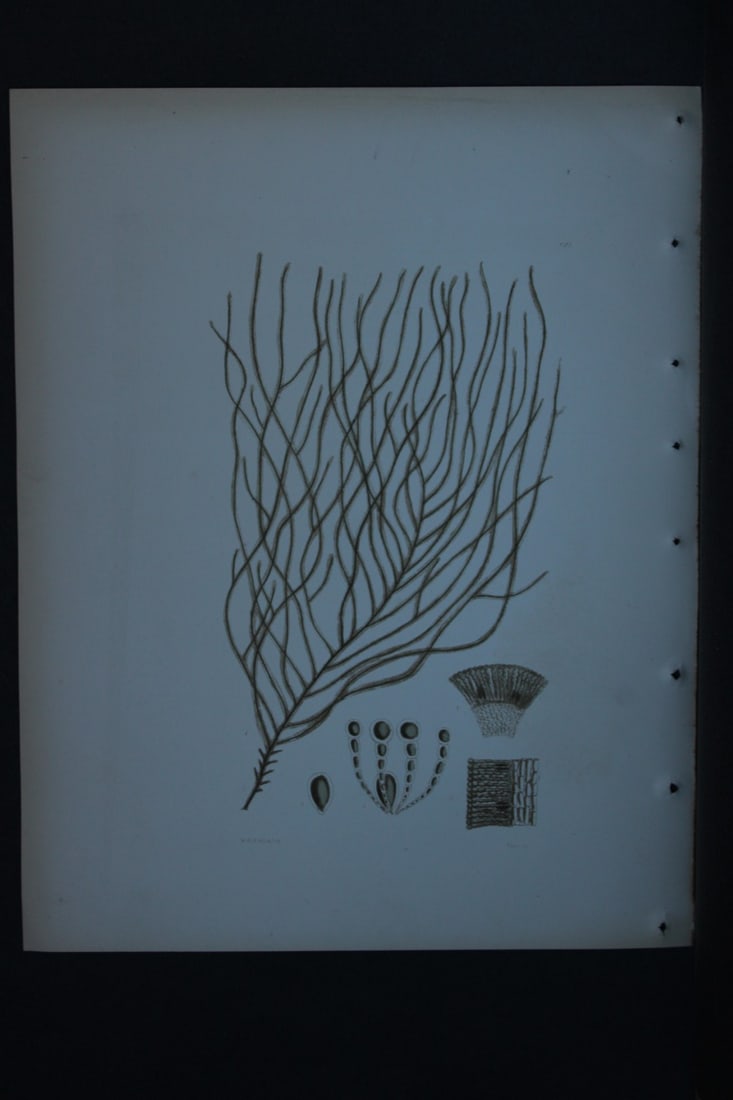 William Harvey - Hand-coloured lithograph of Sea-Weed 1846: These lithographs are from Phycologia Britannica or A History of British Sea-Weeds containing figures generic and specific characters, synonymes and descriptions by William Heny Harvey. Published by R