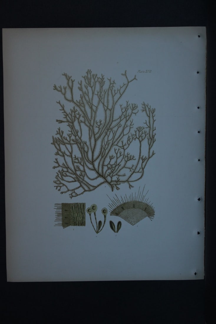 William Harvey - Hand-coloured lithograph of Sea-Weed 1846: These lithographs are from Phycologia Britannica or A History of British Sea-Weeds containing figures generic and specific characters, synonymes and descriptions by William Heny Harvey. Published by R