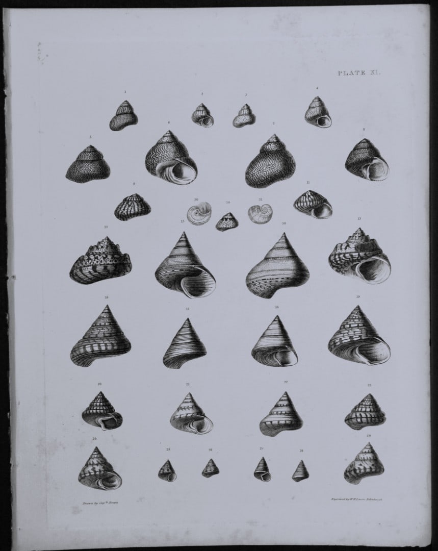 Capt. Thomas Brown - Engraving of shells 1844: This engraving is from Illustrations of the Recent Conchology of Great Britain and Ireland, with the description and localities of all the species, marine, land, and fresh water by Captain Thomas Brow