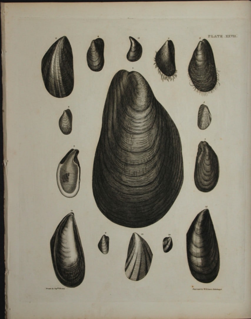 Capt. Thomas Brown - Hand-coloured engraving of shells 1844 (1 of 1)