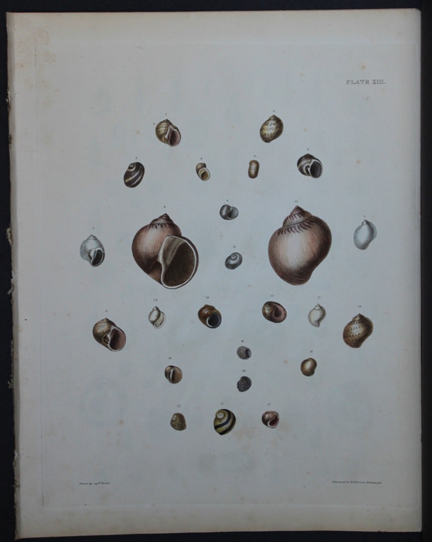Capt. Thomas Brown - Hand-coloured engraving of shells 1844: This hand coloured engraving is from Illustrations of the Recent Conchology of Great Britain and Ireland, with the description and localities of all the species, marine, land, and fresh water by Capta